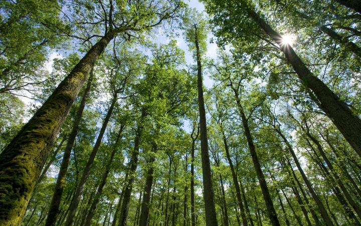 Forêt en Lituanie à la fin du printemps, Europe