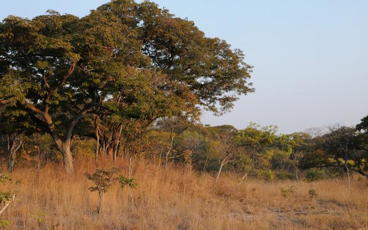 Section Est de la Forêt de Miombo