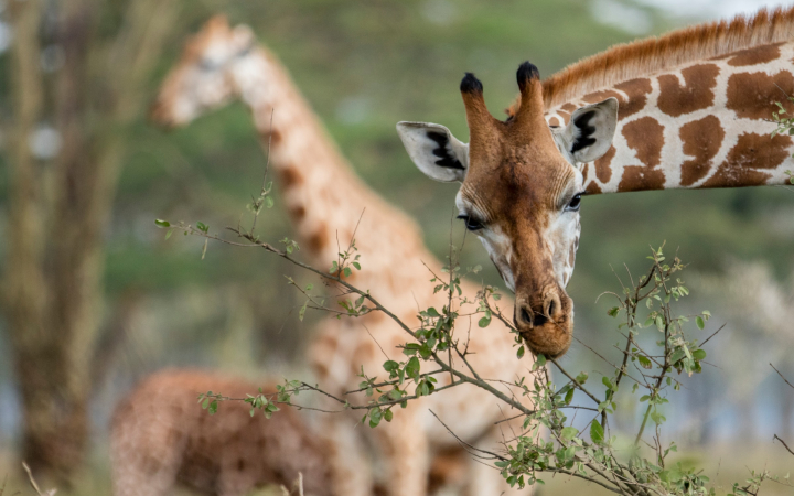 Girafe dans un parc national (Kenya)