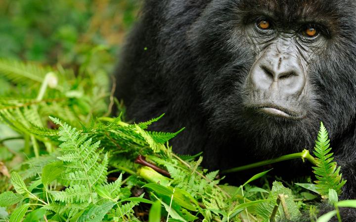 Portrait d'un gorille de montagne  (Gorilla beringei beringei) du Virunga (Rwanda)