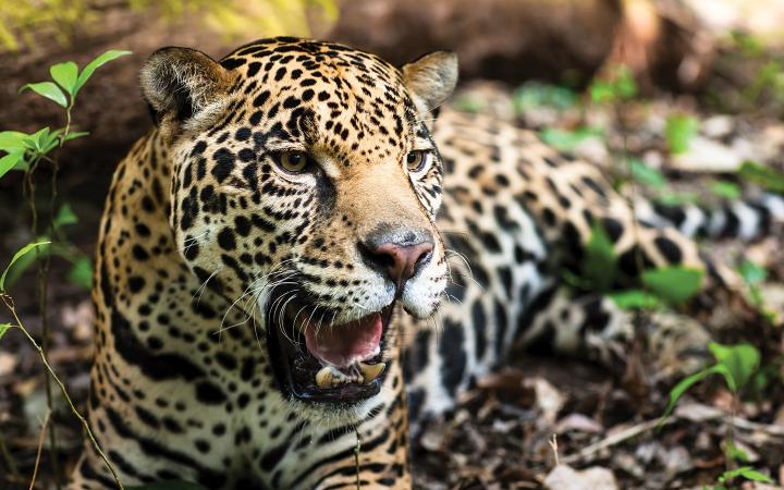 Jaguar (Panthera onca) allongé sur un sol boisé 