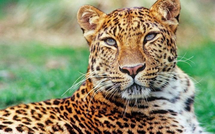 Portrait serré d'un léopard de l'amour