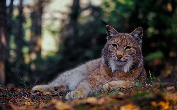 Lynx (Lynx lynx) allongé dans la Vallée de Bystrička, Parc national de Mala Fatra, Slovaquie