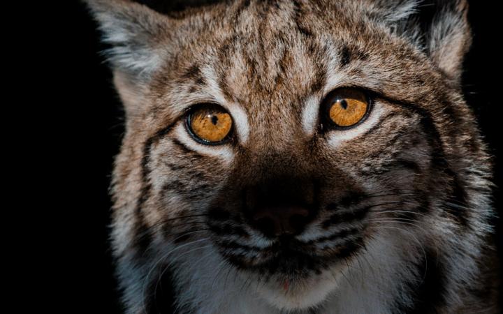 Vue rapprochée sur un Lynx (Lynx lynx)