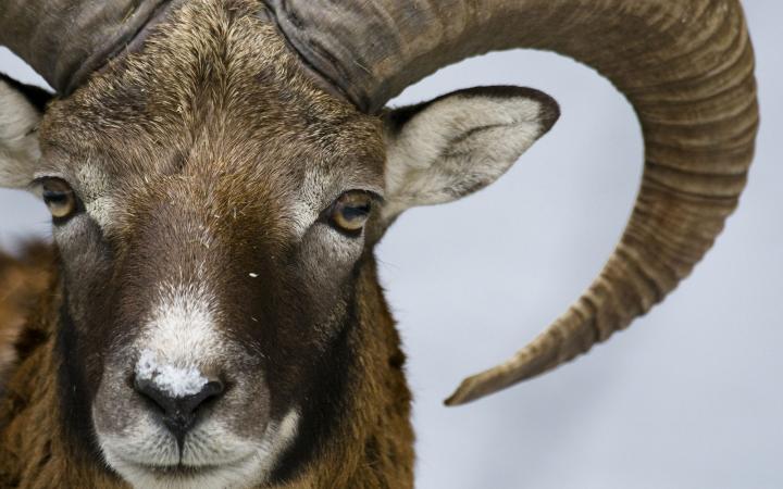 Mouflon (Ovis ammon), Veldensteiner Forst, Bavière