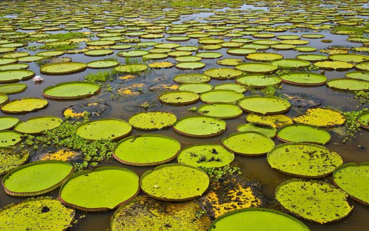 Nénuphars géants dans le Parc national du Pantanal Brésil ; Nénuphar géant (Victoria amazonica ou V. regia)