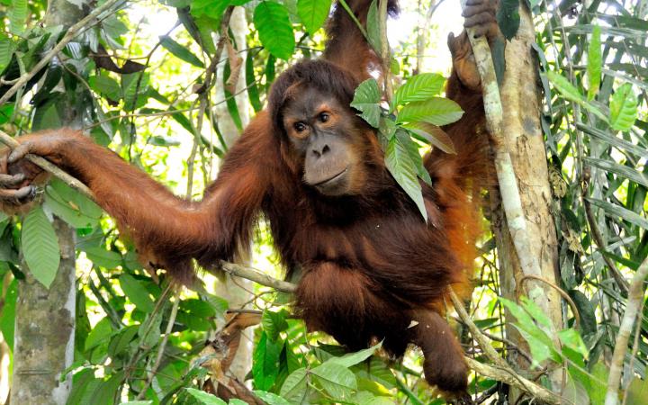 Mâle orang-outan de Sumatra réintroduit à Jambi, île de Sumatra, Indonésie