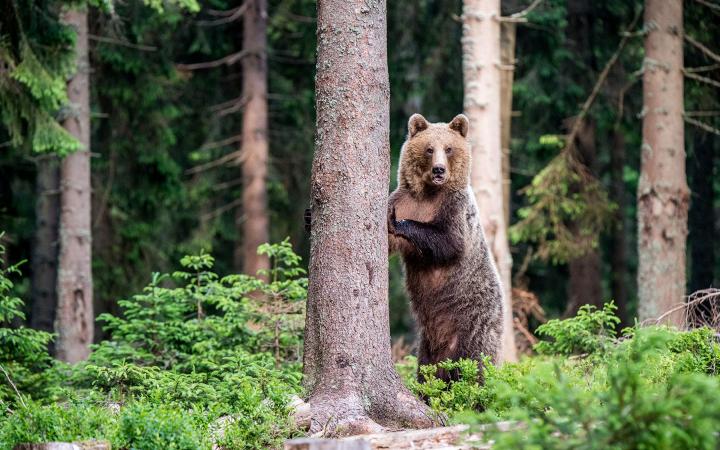 Ours brun (ursus arctos) dressé et accroché à un tronc d'arbre dans la forêt