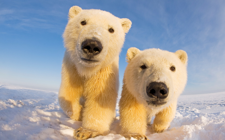 2 ours polaires en caméra trap - fish eye