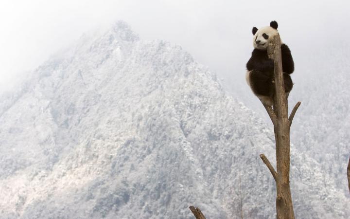 Panda géant qui se repose en haut d'un arbre, Province du Sichuan, Chine