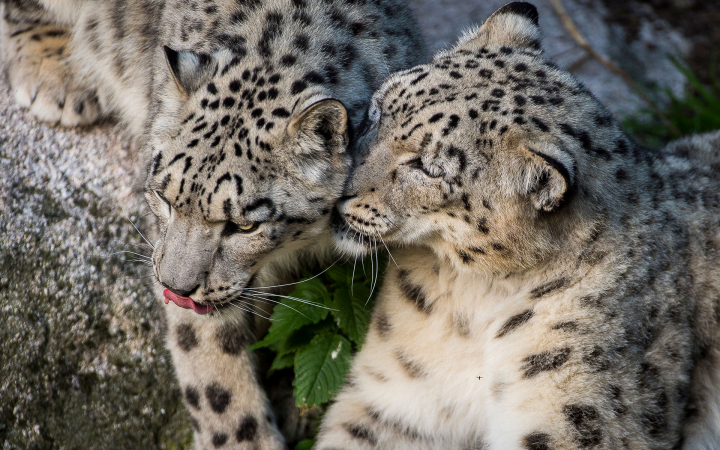 Une panthère des neiges (Uncia uncia or Panthera uncia) et son petit dans un zoo qui a pour but de réintroduire des espèces en danger dans leurs milieux naturels, Nordens Ark, Suède.