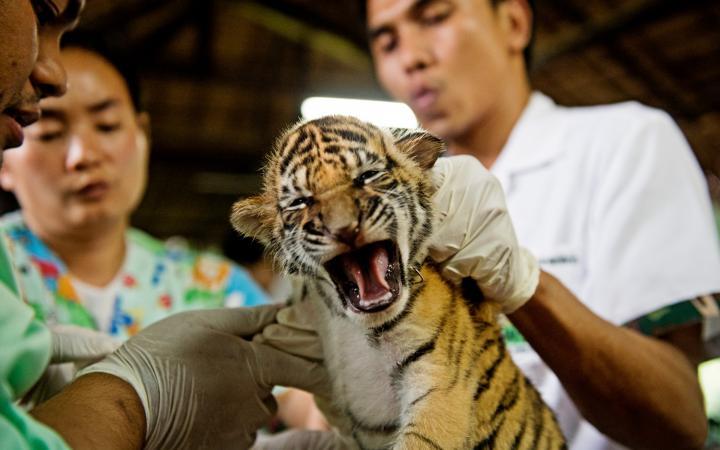 Petit tigre entouré de soigneurs