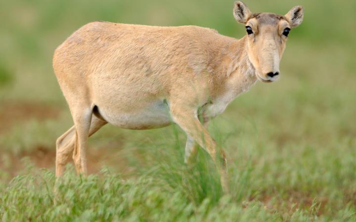 Portrait d'une antilope Saïga prise en Russie