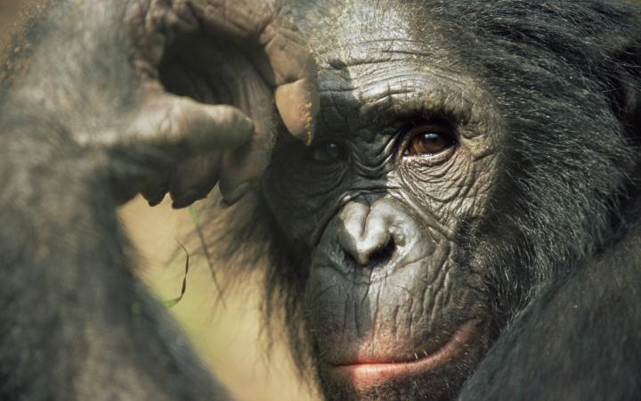 Portrait d'un bonobo (Pan paniscus) (République démocratique du Congo)