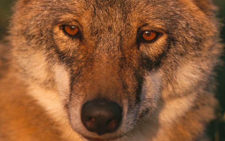 Portrait / visage d'un loup