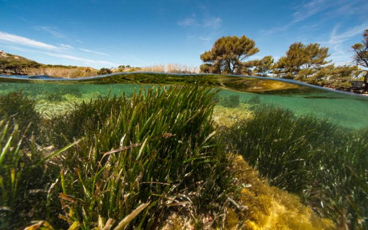 Posidonie luxuriante sous l'eau, herbe marine importante pour l'écosystème marin