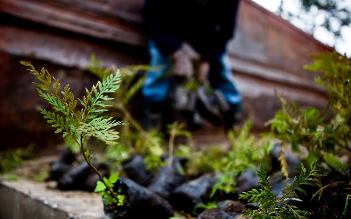 Jeunes pousses de Grevillea robusta