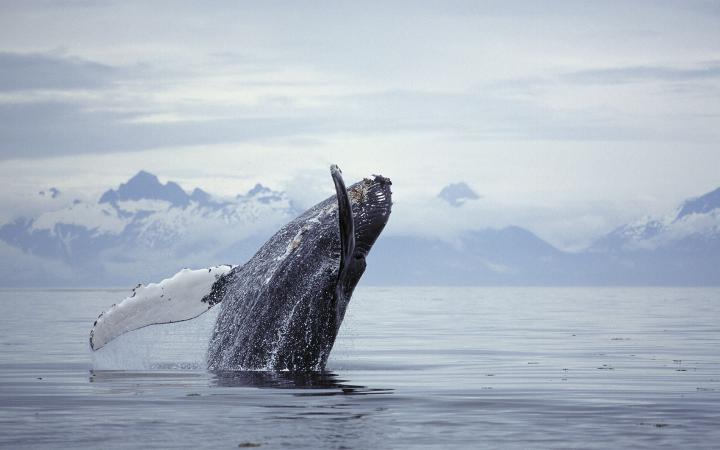 Rorqual à bosse sautant hors de l'eau Alaska