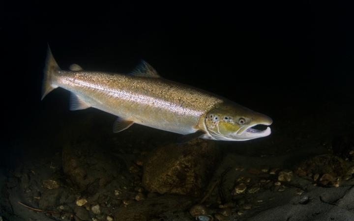 Saumon d'Atlantique (Salmo salar), Rivière Orkla, Norvège