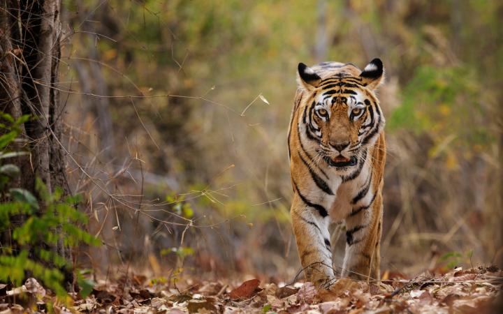 Tigre du Bengale dans le parc national de Bandhavgarh (Inde)