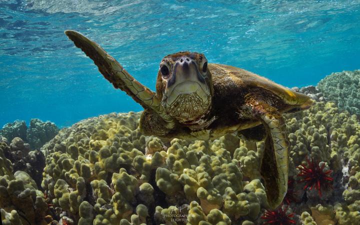 Tortue verte (Chelonia mydas)