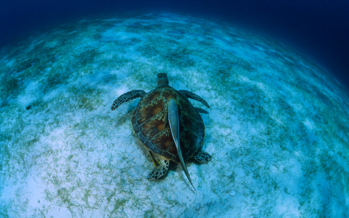 Tortue verte (Chelonia mydas) dans l'Océan Indien