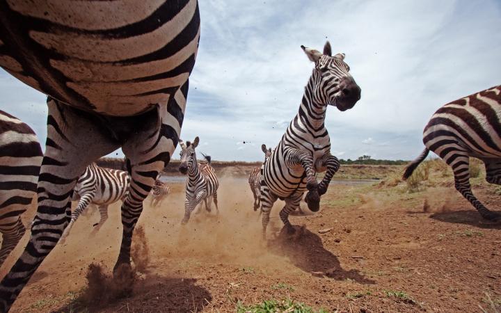 Troupeau de zèbres (Equus burchellii), dans la Réserve Nationale Masai Mara (Kenya)