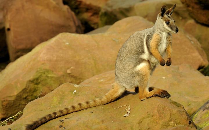 Wallaby des rochers à pieds jaunes (Petrogale penicillata)