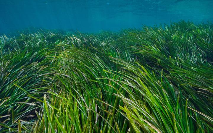 Vue sous marine des herbiers de Posidonie