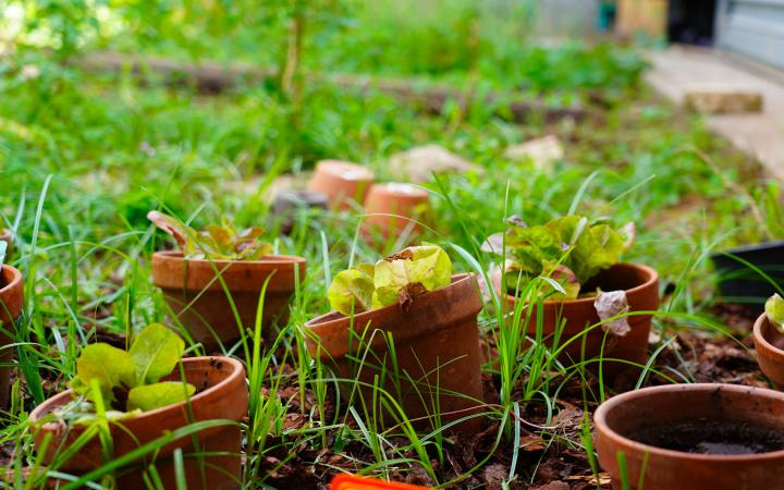 ecole jardiniere - un potager en gros plan