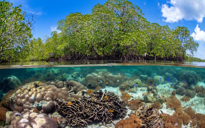 Longue vie aux coraux d'Indonésie - corals and island indonesia