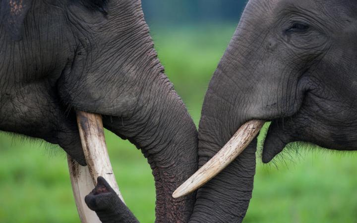De la confrontation à la cohabitation - deux elephants d'asie