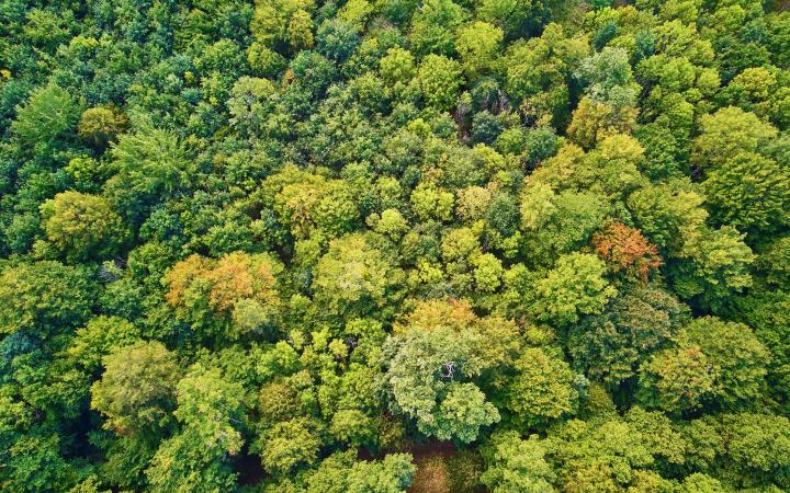 forêts françaises vue aérienne