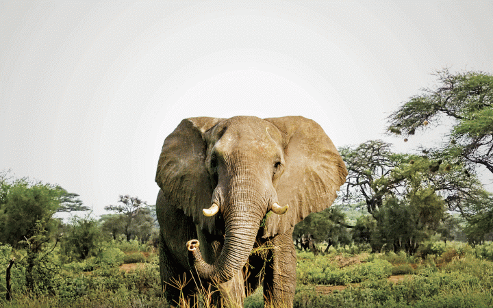 Éléphant d'Afrique (Loxodanta Africana)