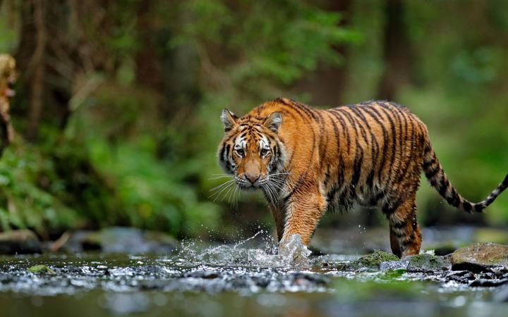 Tigre dans la forêt