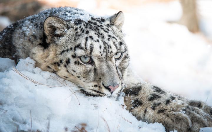 Snow leopard, pakistan