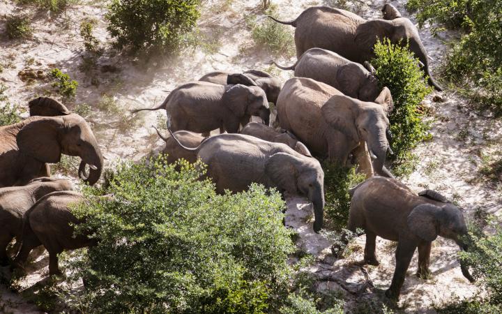 elephants d'Afrique