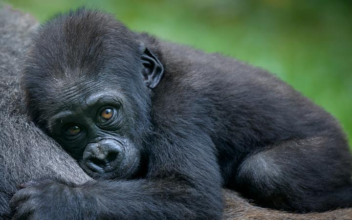 bébé gorille