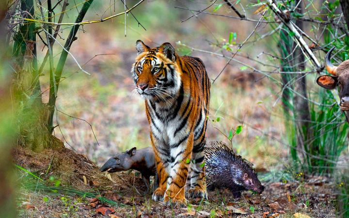 Protégeons les espèces parapluie - le tigre