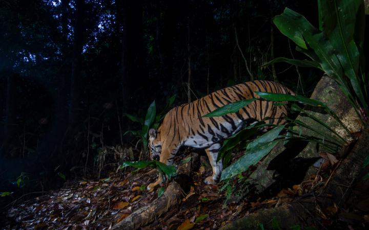 Tigre de Malaisie Plan 3
