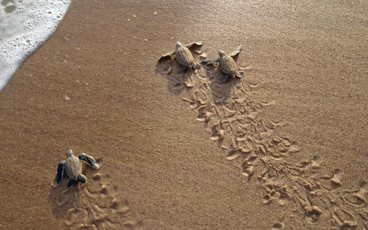 Leatherback turtle (Dermochelys coriacea), hatchlings going to sea. French Guiana