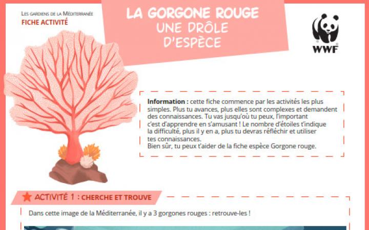 La Gorgonne rouge