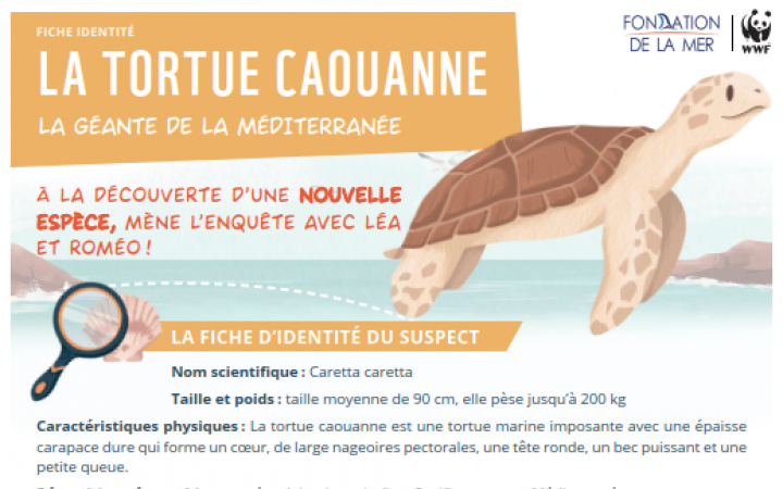 La tortue Couanne