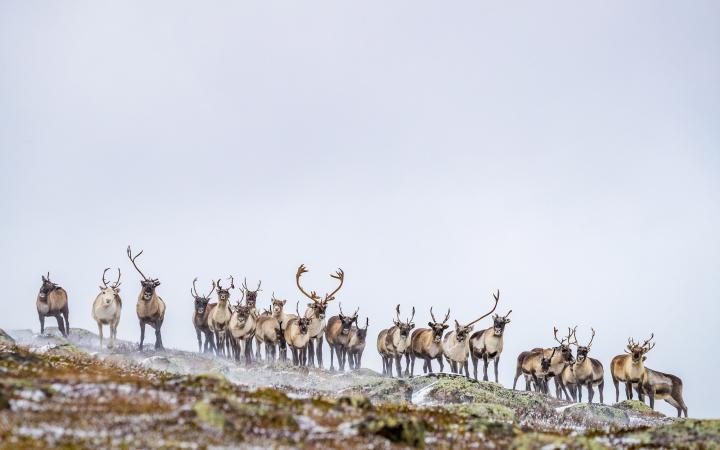 caribous