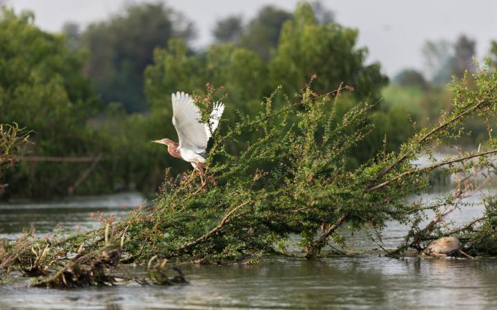 heron cambodge / mekong