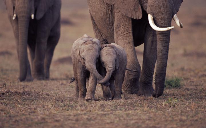 deux bébés éléphants qui se tiennent par la trompe