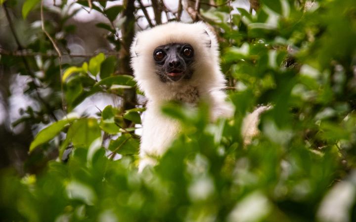 Propithèque soyeux - Madagascar