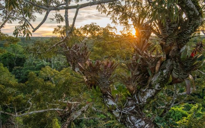 Forêt amazonienne