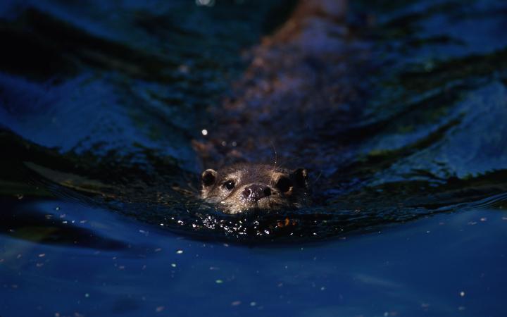 Loutre-de-rivière-WWF