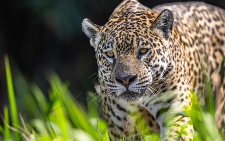 jaguar